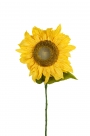Sunflower xl spray