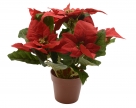 Poinsettia in pot