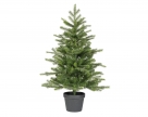 Xmastree grandis pot