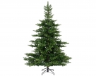 Xmas tree grandis