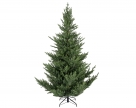 Tree norway spruce