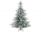 Xmas tree grandis