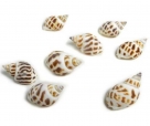 Echinellopsis shells