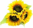 Sunflower x3