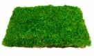 Carpet moss rect.
