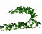 Garland ivy