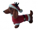 Dachshund w/cap