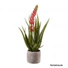 Aloe w/flower in pot