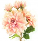 Dahlia x3 bouquet