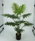 Philodendron