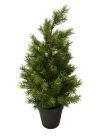 Pine in pot