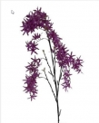 Salix branch
