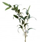 Eucalyptus spray