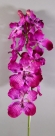 Orchid spray