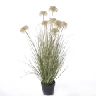 Allium grass x8