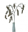 Cattail spray