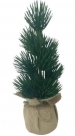 Pine tree