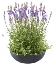 Lavendel in pot