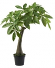 Pachira tree