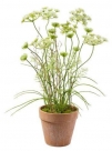 Hemlock in pot