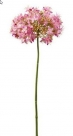 Polemonium spray