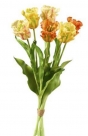 Parrot tulip