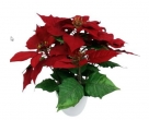 Poinsettia bush x5