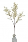 Eucalyptus spray