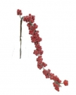 Berry spray iced