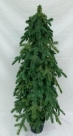 Noble pine tree