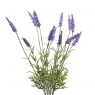 Lavender bush