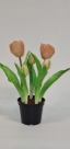 Tulip bundle x5 pot