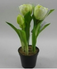 Tulip bundle x5 pot