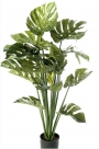 Philodendron 28lvs