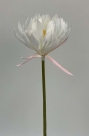 Lotus alba