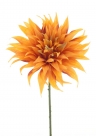 Wild dahlia spray