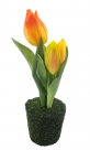 Tulip sally in pot