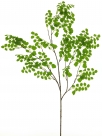 Acacia leaf spray