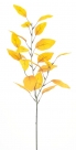 Eucalyptus spray
