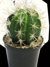 Cactus adelaide