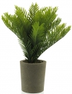 Mini palm in pot