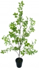 Schefflera tree /pot