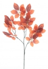 Autumn ficus spray
