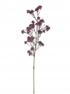 Mulberry spray