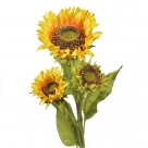 Sunflower tuscany