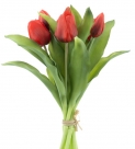 Tulip vermeer sally
