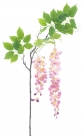 Wisteria alara spray