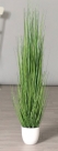 Isolepsis grass pot
