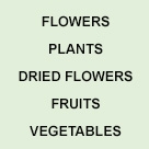 Flowers & plants
