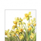 Golden daffodils